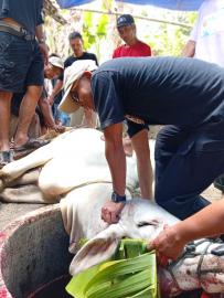 Monitoring Penyembelihan hewan Qurban
